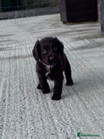 Cocker Spaniel dogs - Advert 5