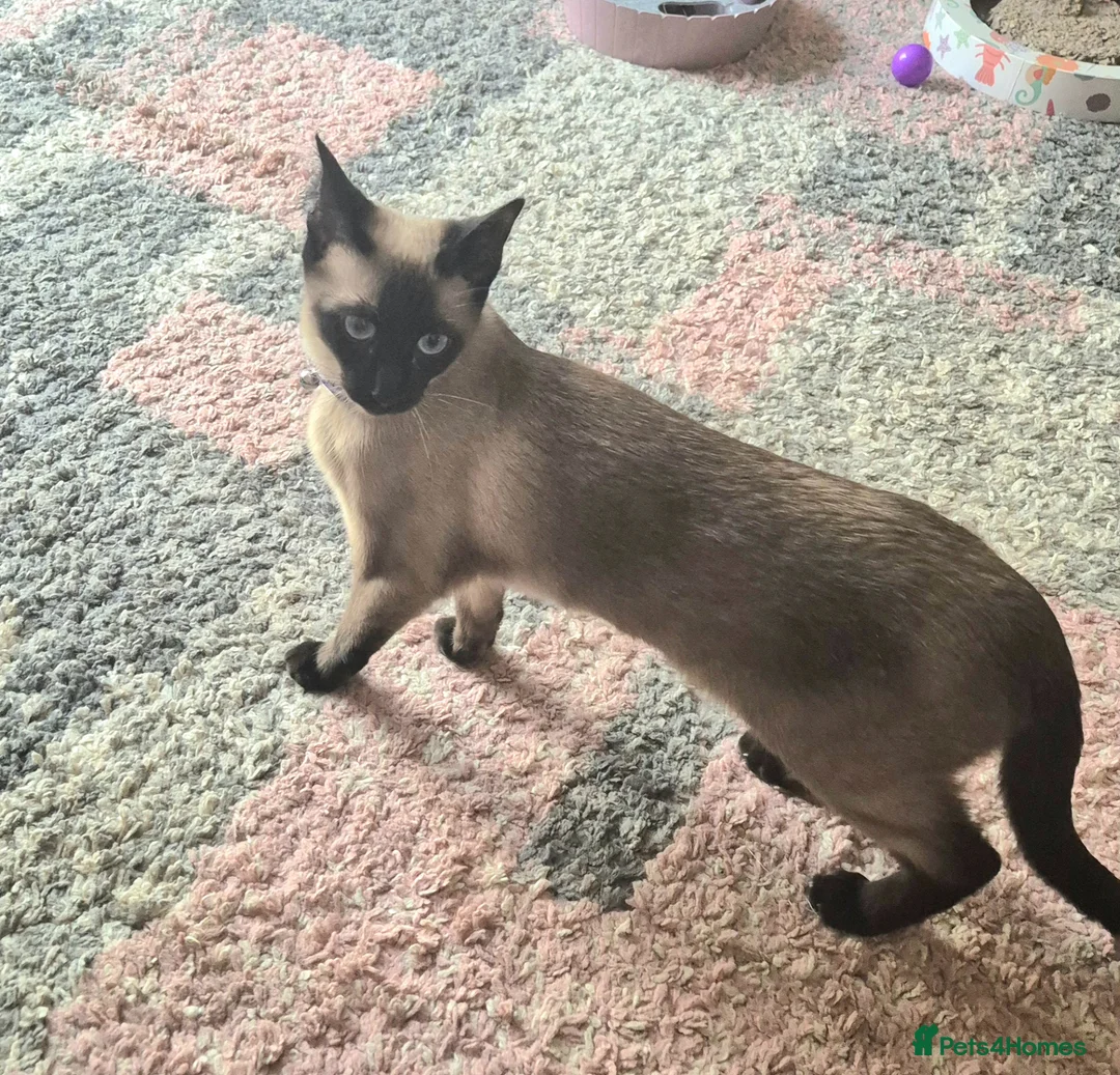 Siamese cats for sale: Stunning traditional siamese female - Advert 2