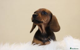 Miniature Dachshund dogs for sale: One Boy Ready now KC Reg, Champion Sired  - Image 4