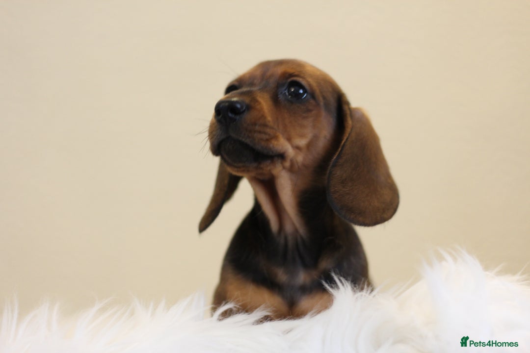 Miniature Dachshund dogs for sale: One Boy Ready now KC Reg, Champion Sired  - Image 4