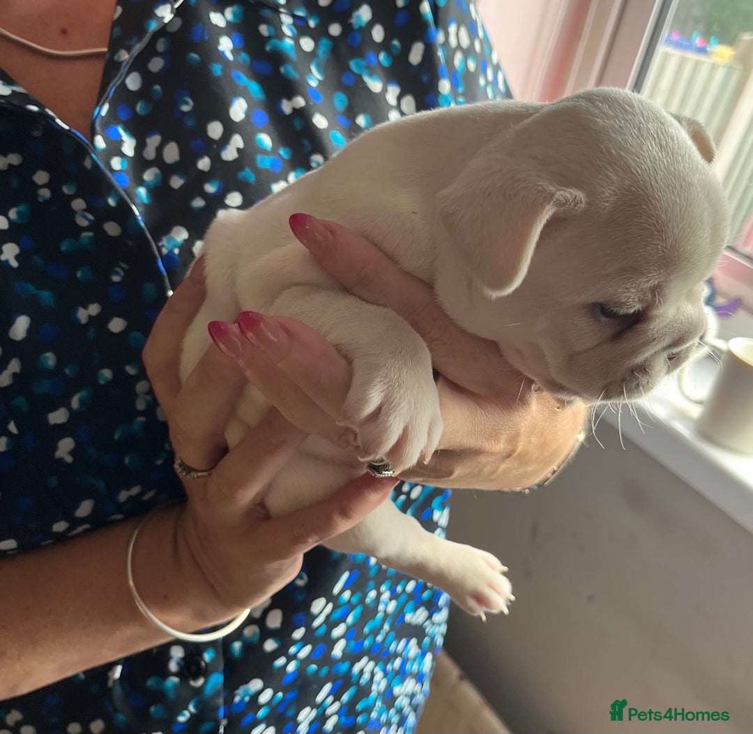 French Bulldog dogs for sale: Puppies for sale - Image 2