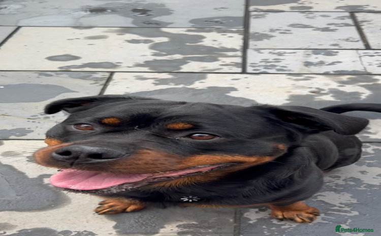 Rottweiler dogs - Advert 1