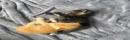 Mixed Breed cats for sale: 2 kittens  in Havant - Advert 13
