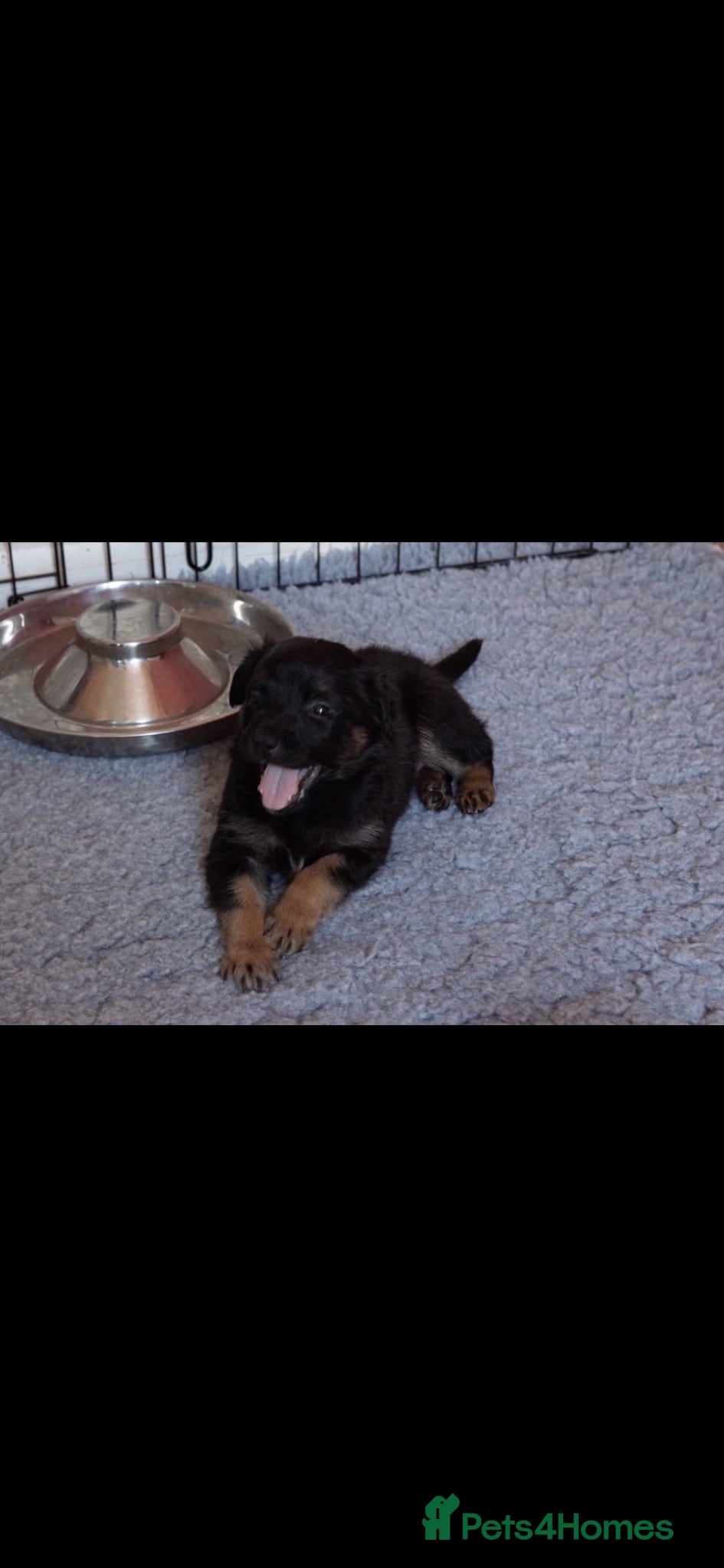 Mixed Breed dogs Beautiful German shepherd cross puppies  - Advert 9