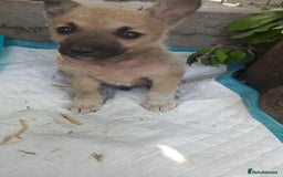 Mixed Breed dogs for adoption: OZZY, a Lovely Puppy Boy - for a Loving Home - Image 7