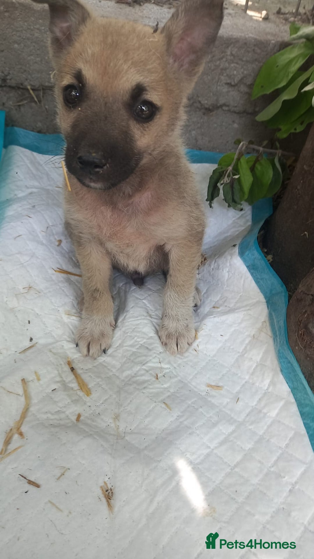 Mixed Breed dogs for adoption: OZZY, a Lovely Puppy Boy - for a Loving Home - Image 7