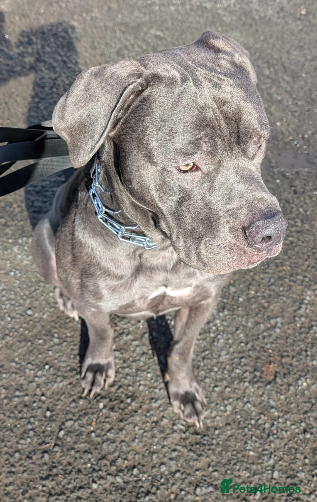 Cane Corso dogs for sale: ⚡Cane Corso puppies ⚡ - Advert 15