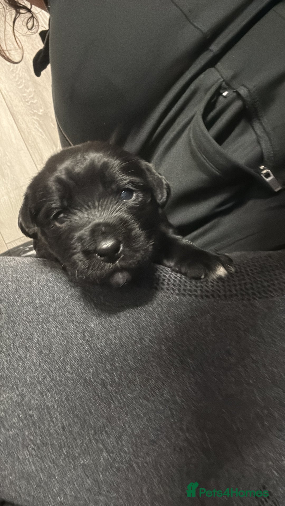 Labrador Retriever dogs for sale: black labradors - Image 4