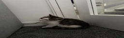 Mixed Breed cats for sale: Tabby kitten in Glasgow - Advert 6