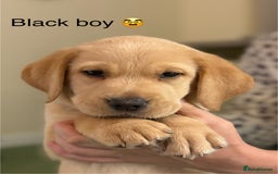 Labrador Retriever dogs for sale: 2 Labrador male pups READY NOW - Image 3