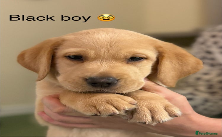 Labrador Retriever dogs - Advert 7