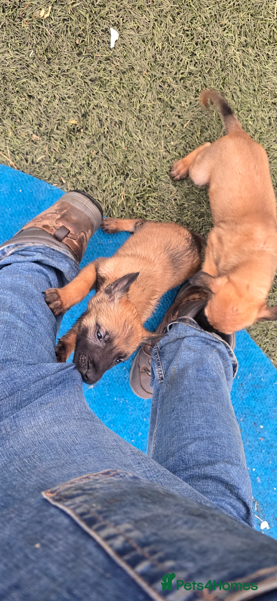 Belgian Shepherd Dog dogs for sale: Pups from world V. Champion CHANCE  - Advert 15