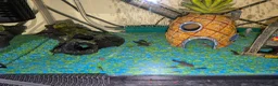 Plecos fish for sale: Baby bristlenose plecos  in Tiverton - Advert 2