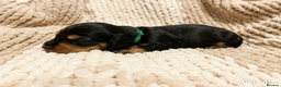 Miniature Dachshund dogs for sale: Miniature Longhaired Dachshund - Advert 9