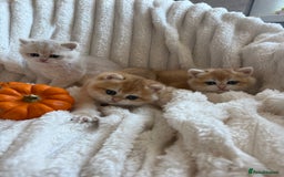 British Shorthair cats for sale: 🧡Exceptional golden British Shorthair🧡 - Image 12