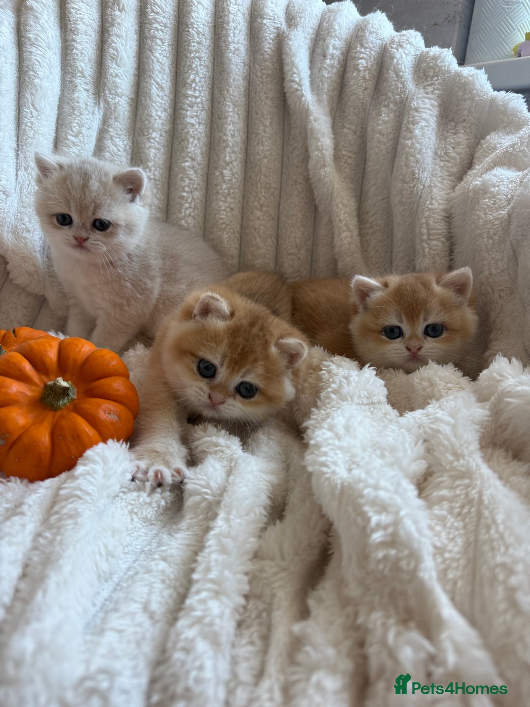 British Shorthair cats for sale: 🧡Exceptional golden British Shorthair🧡 - Image 12