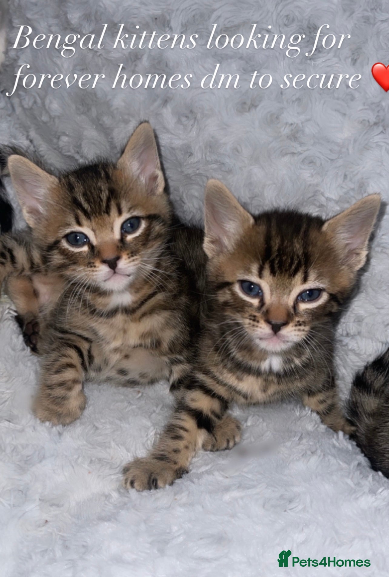 Bengal cats Beautiful Bengal kittens blue eyes - Advert 1