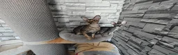 Cornish Rex cats for sale: Cornish Rex tabby kitten for sale  - Advert 4
