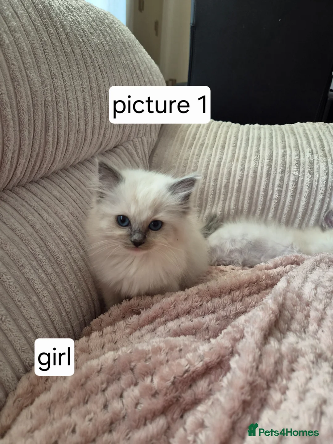 Ragdoll cats for sale: Beautiful pure ragdolls - Advert 2