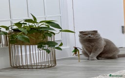 Scottish Fold cats for sale: Scottish Fold Cat for Rehome – Gentle & Loving - Image 3