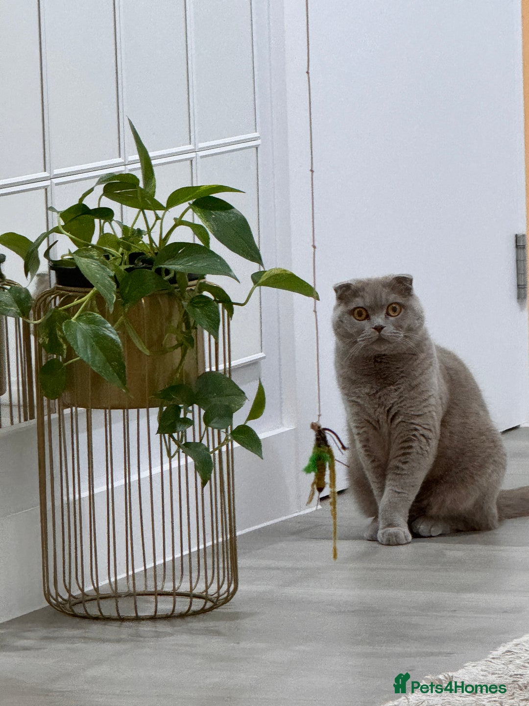 Scottish Fold cats for sale: Scottish Fold Cat for Rehome – Gentle & Loving - Image 3