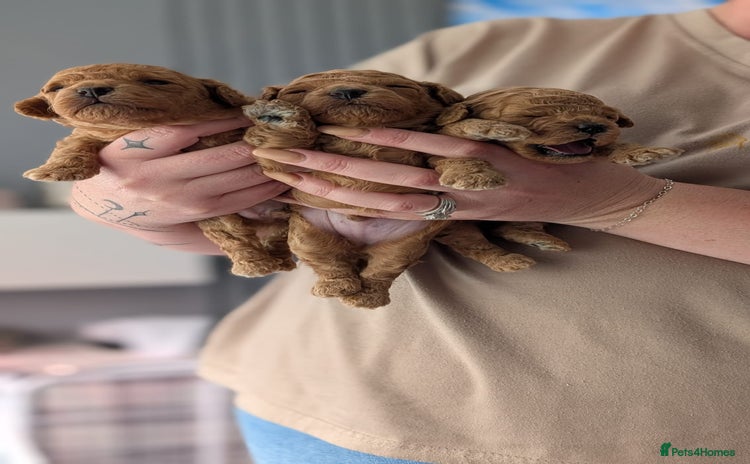 Shihpoo dogs - Advert 1