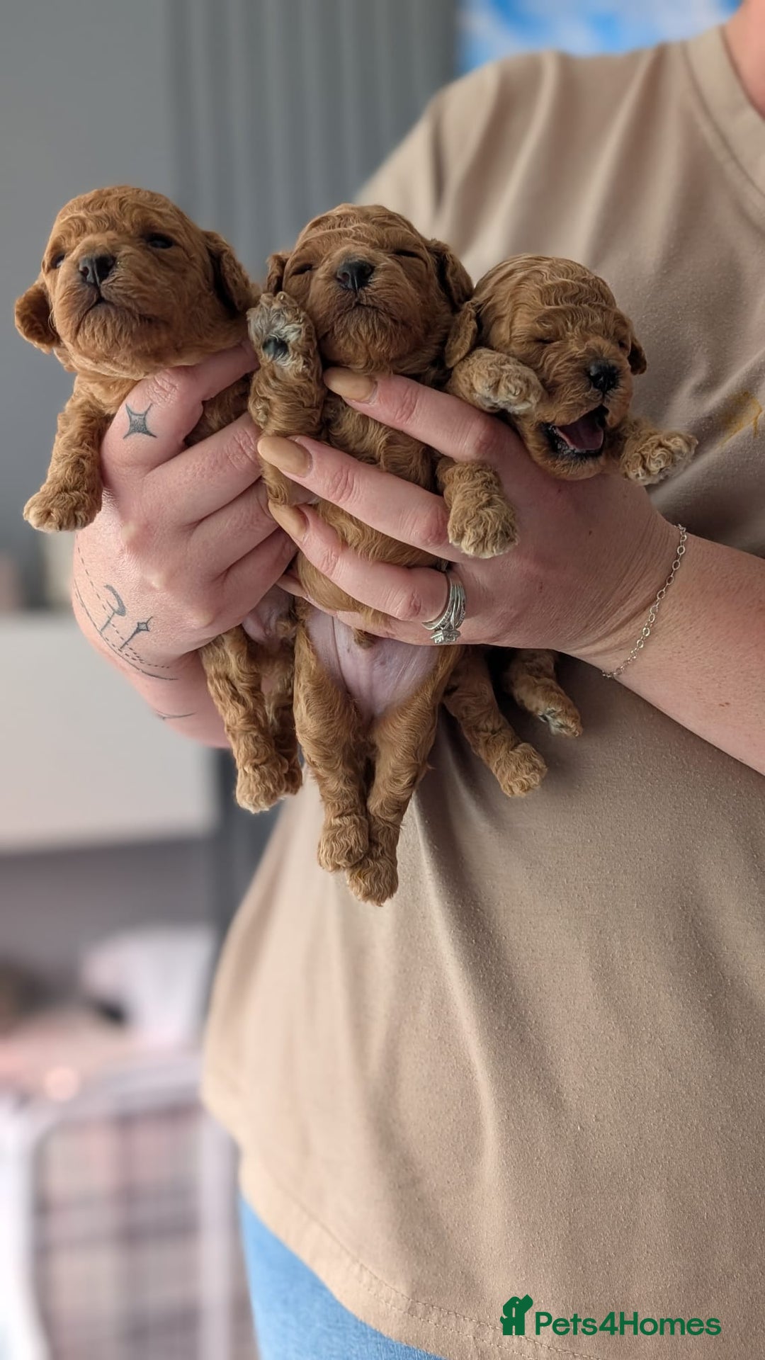 Shihpoo dogs for sale: Toy f1bb shipoo - Image 1