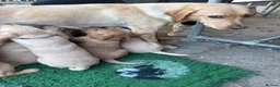 Labrador Retriever dogs for sale: RKC health checked working Labradors  - Advert 9
