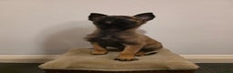 Belgian Shepherd Dog dogs for sale: Dutch Herder Puppies - Advert 10