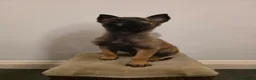 Belgian Shepherd Dog dogs for sale: Dutch Herder Puppies - Advert 10
