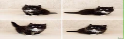 Persian cats for sale: 2 LEFT Rare PERSIAN Munchkin Minuet Kittens  - Advert 7
