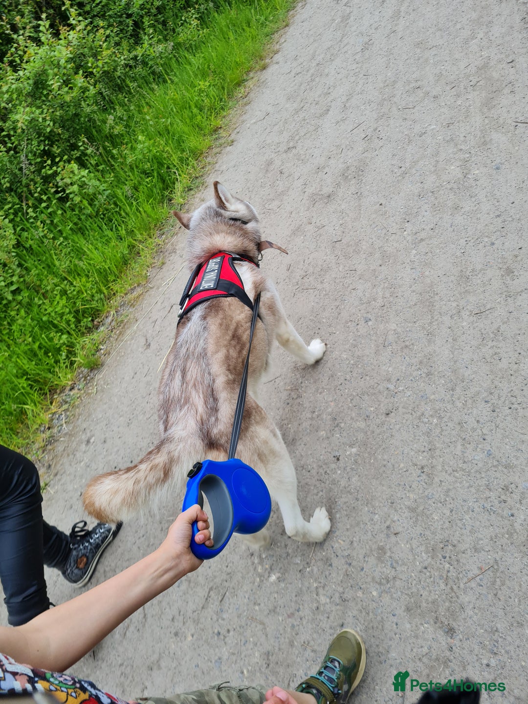Mixed Breed dogs for sale: Husky for Rehoming - Image 2