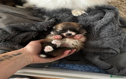 Pomeranian dogs for sale: 1 BOY 1 GIRL POMERANIAN PUPPIES AVAILABLE  - Image 29