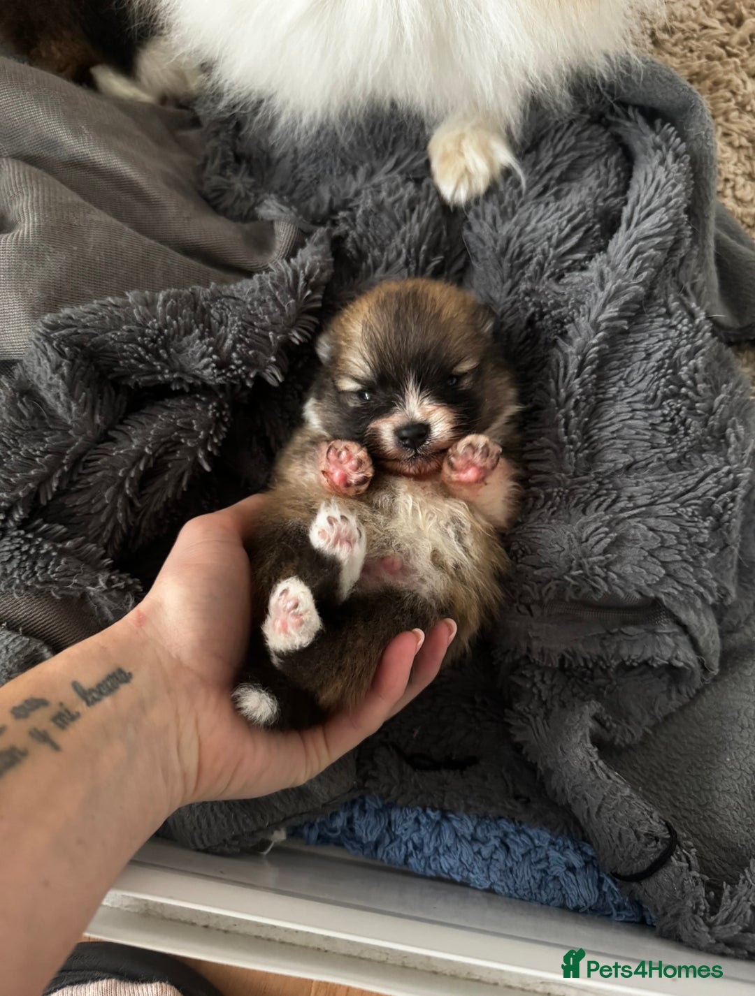 Pomeranian dogs for sale: 1 BOY 1 GIRL POMERANIAN PUPPIES AVAILABLE  - Image 29