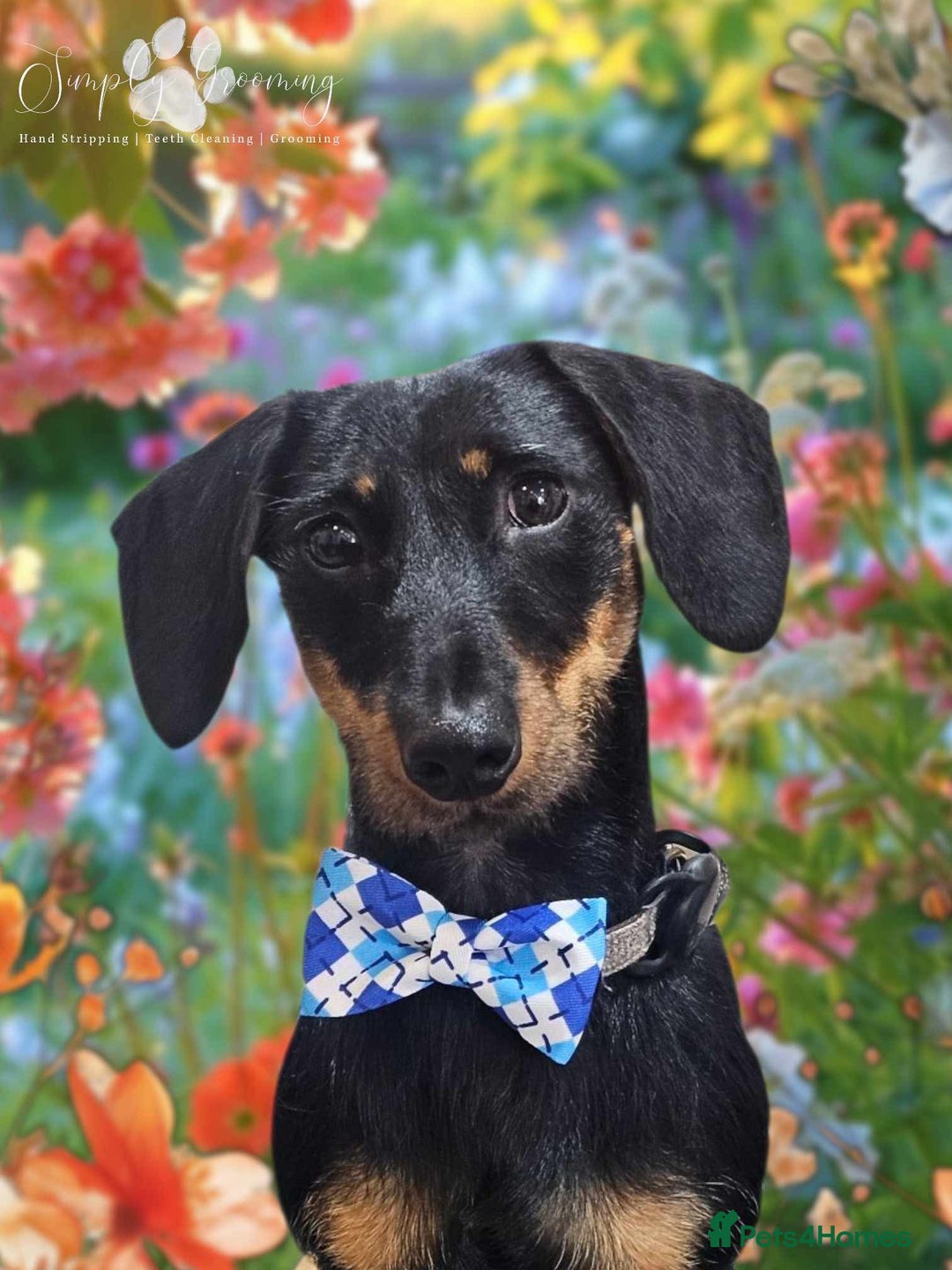 Dachshund dogs for sale: 1 year old male dachshund  - Image 3