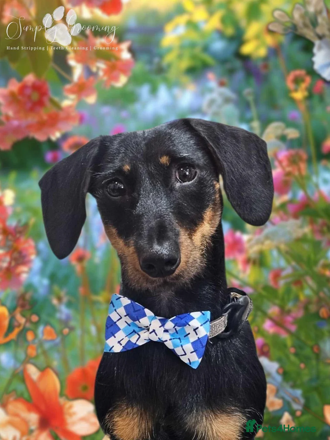 Dachshund dogs for sale: 1 year old male dachshund  - Advert 3