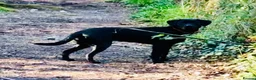 Labrador Retriever dogs for sale: Labrador retriever puppy 10 months old  - Advert 1