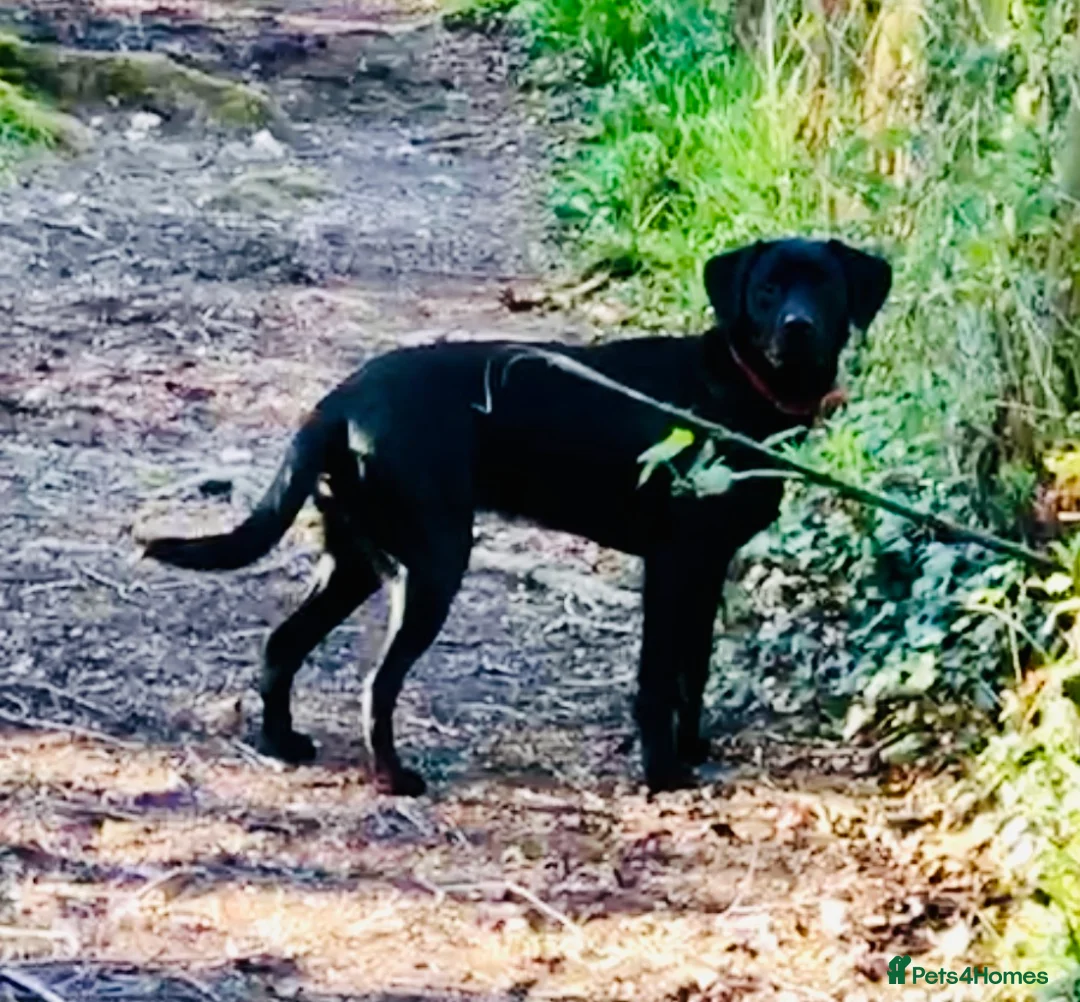 Labrador Retriever dogs for sale: Labrador retriever puppy 10 months old  - Advert 1
