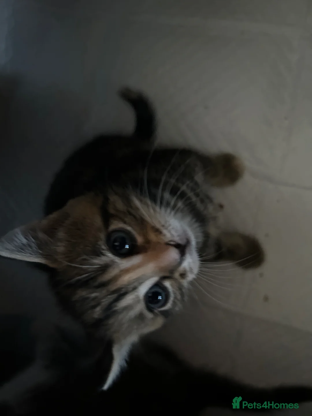 Mixed Breed cats for sale: Beautiful Kittens ♥️😻 - Advert 14