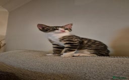 Maine Coon cats for sale: 1 Boy Maine Coon cross - Image 1