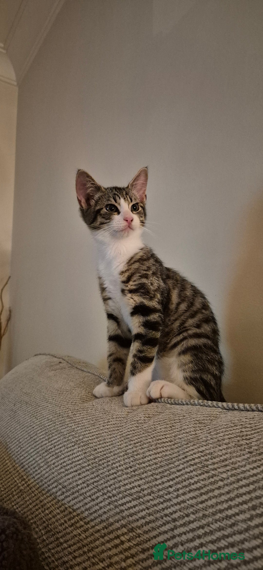 Maine Coon cats for sale: 1 Boy Maine Coon cross - Image 1