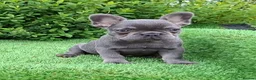 French Bulldog dogs for sale: Gorgeous French Bulldog Puppies  - Advert 10