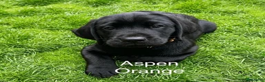 Labrador Retriever Puppy 6