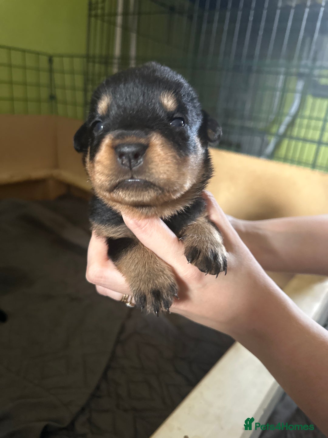 Rottweiler dogs for sale: CHUNKY PUREBREAD ROTTWEILERS  - Advert 19