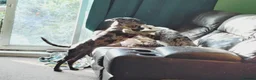 Cane Corso dogs for sale: READY NOW! 4 Female Cane Corso puppies for sale  - Advert 1