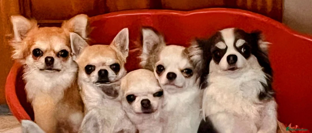 Chihuahua dogs for sale: Longcoat Chihuahua  - Advert 5