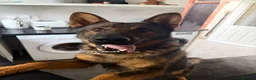 German Shepherd dogs for stud: Stud Available  - Advert 3