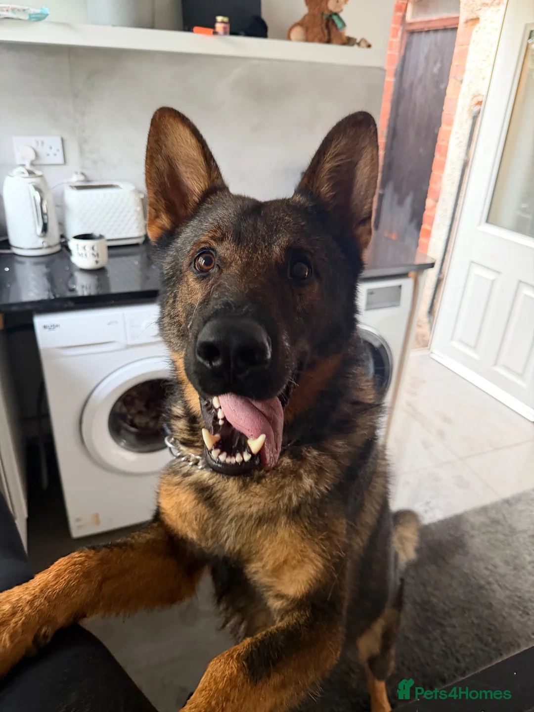 German Shepherd dogs for stud: Stud Available  - Advert 3
