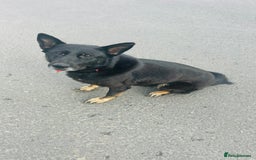 German Shepherd dogs for sale: 🐾 Trained German Shepherd “Cuba”Loving Family Dog - Image 7