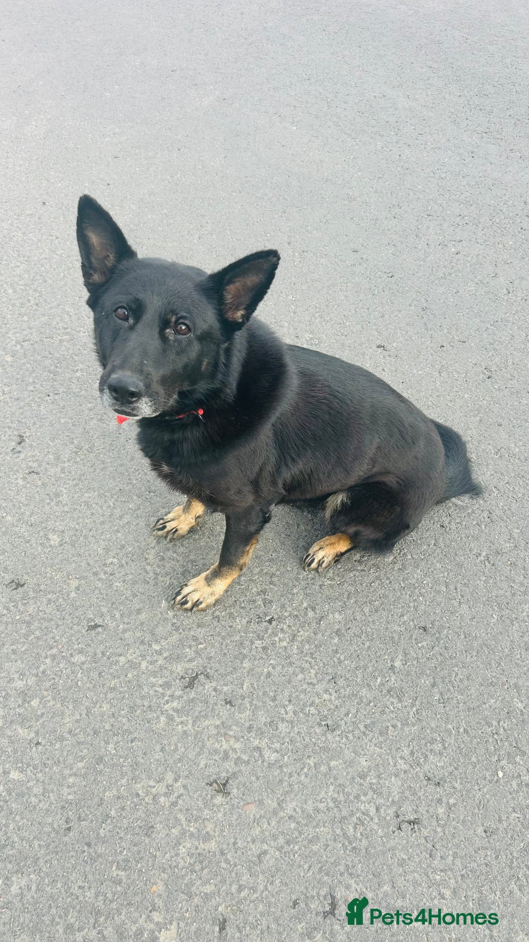 German Shepherd dogs for sale: 🐾 Trained German Shepherd “Cuba”Loving Family Dog - Image 7